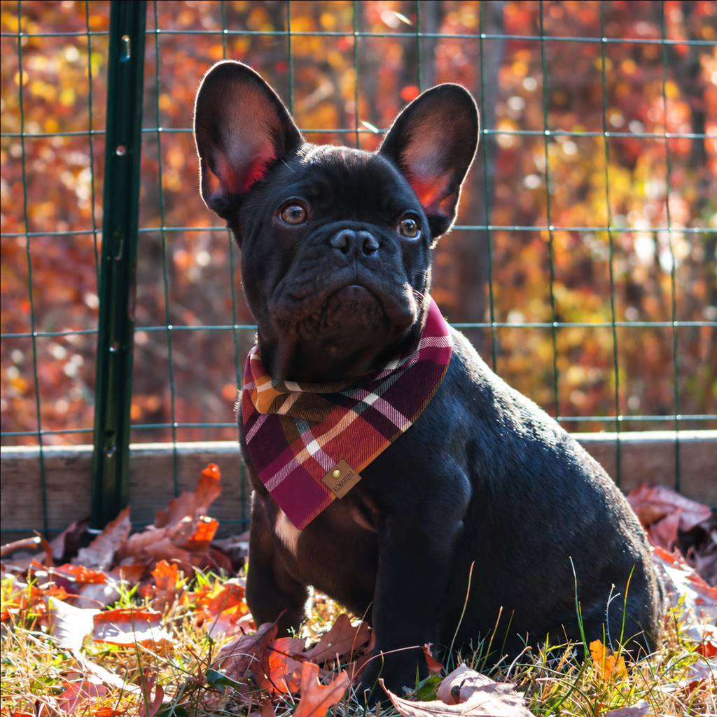 Colors of Fall